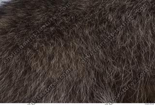 raccoon fur 0012